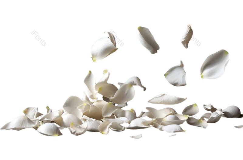 白色图片,花瓣素材元素,白色花瓣PNG,植物免抠素材